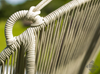 Thaima Swing